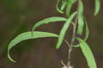 Appalachian blazing star